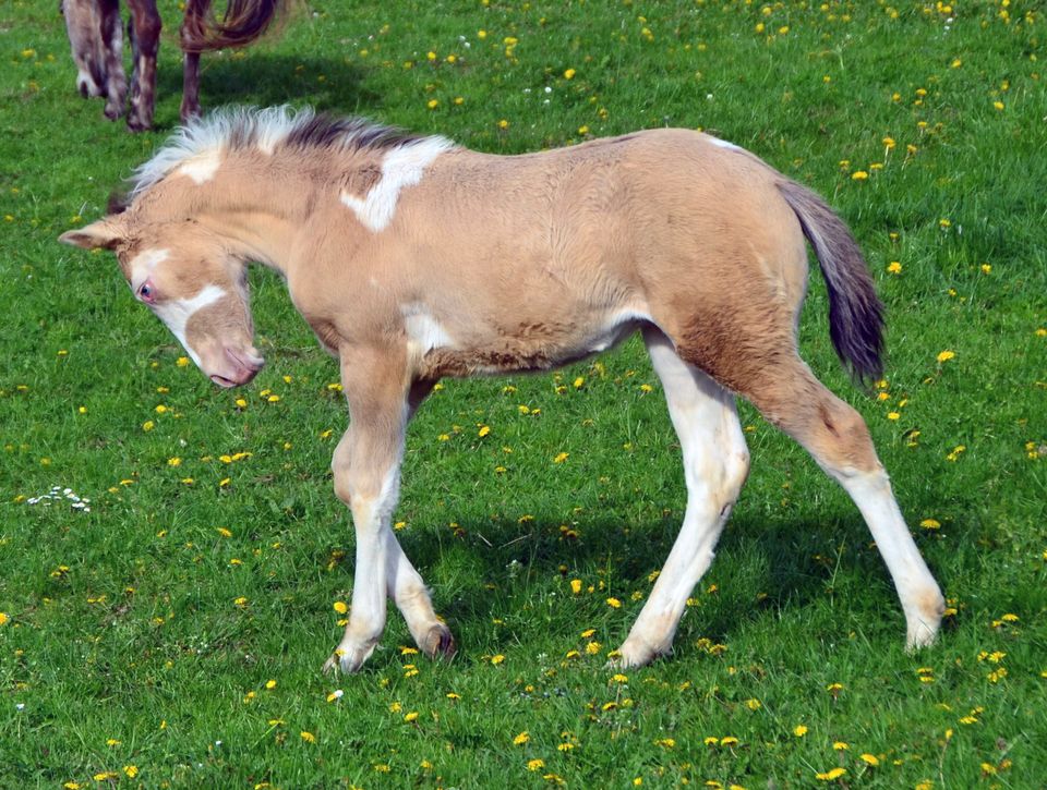 Classic Dun Champagne Hengstfohlen; Paint Horse in Buchbach