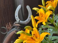 Hufeisen als Deko (gold, silber oder neutral) Garten, Balkon Hessen - Laubach Vorschau