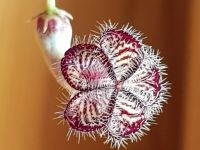 Ceropegia Carnosa Zulu Leuchterblume zarte Pflanze Bayern - Rain Lech Vorschau