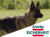 14,90 €/ h Diensthundeführer/ Security (m/w/d) - Dresden in VZ/TZ Dresden - Innere Altstadt Vorschau