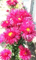 Gartenblumen Aster Samen Niedersachsen - Wolfsburg Vorschau