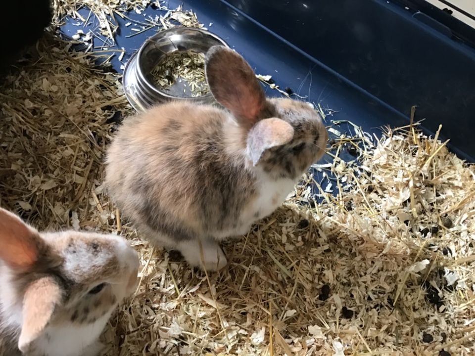 Kaninchen Zwerganinchenfamilie Löwenkopf Babys zusammen incl. in Berlin