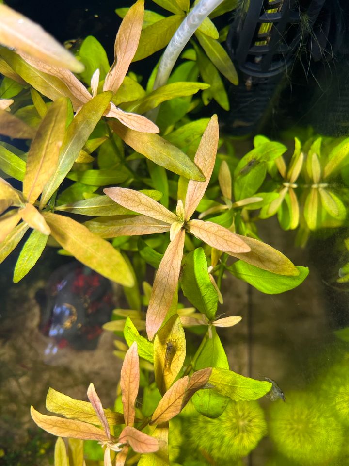 Hübsche Aquariumpflanzen (momentan nur Limnophila heterophylla) in Laage