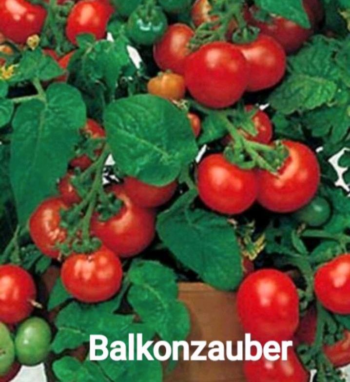 Bio Gemüse Pflanzen verschiedene Tomaten Gemüse in Essen