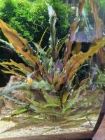 Cryptocoryne undulatus Red Gewellter Wasserkelch rot Nordrhein-Westfalen - Langenfeld Vorschau