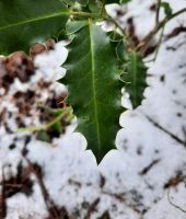 Ilex Aquifolium 20 cm europäische Stechpalme Sachsen - Mülsen Vorschau