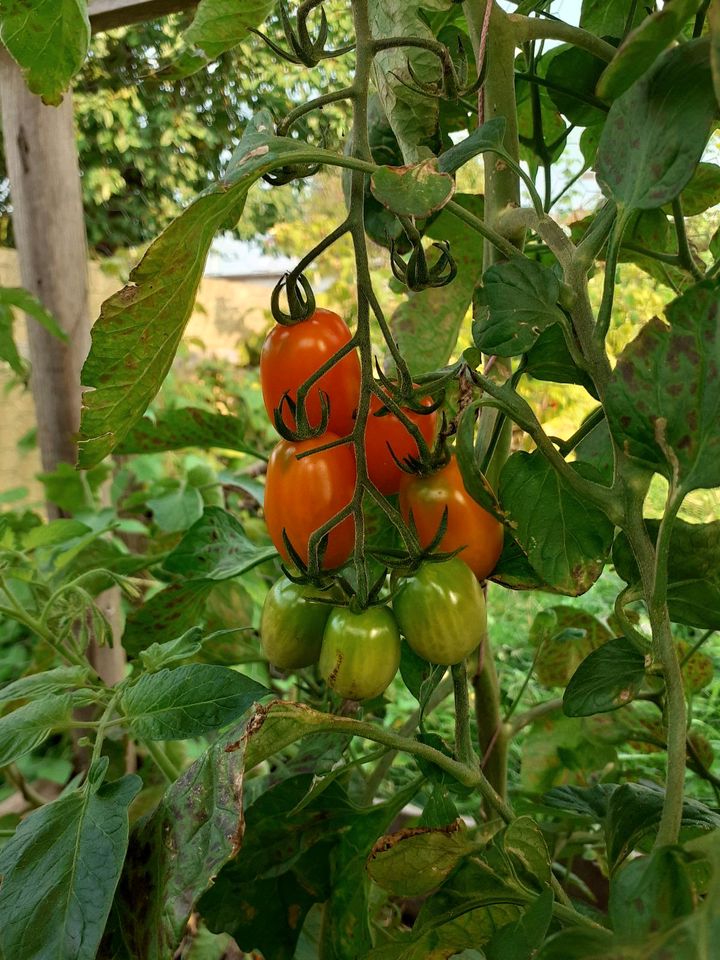 Tomatenpflanzen Raritäten, alte Sorte, samenfest, bio, in Halle