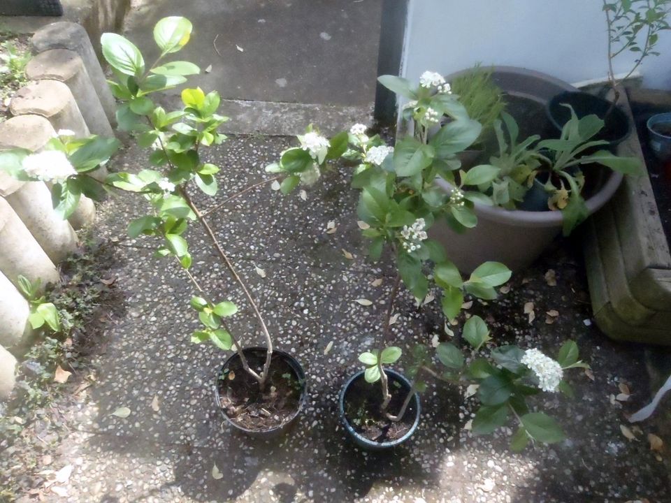 Aronia prunifolia Nero - Apfelbeere - letzter Topf in Berlin