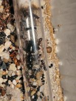 Camponotus ligniperda Jungkolonie Niedersachsen - Osnabrück Vorschau
