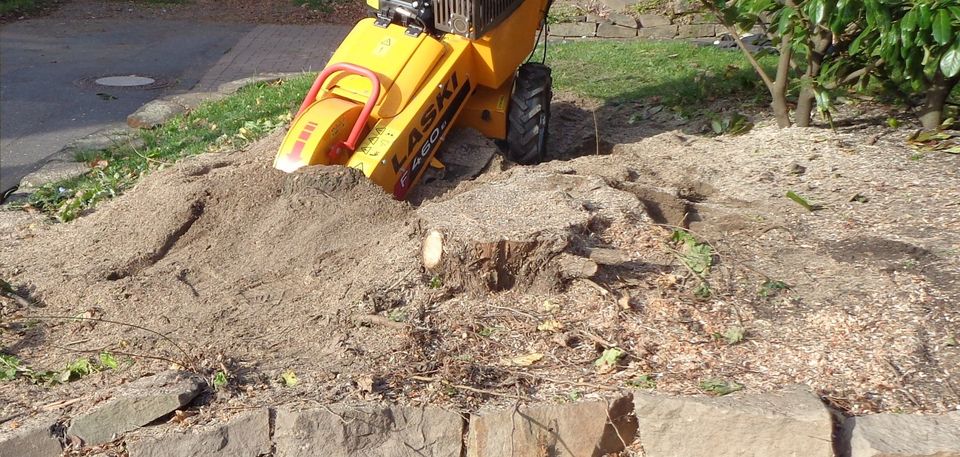 Baumstumpffräsen, Stubbenfräsen, Baumstumpf entfernen, Wurzel in Bergisch Gladbach