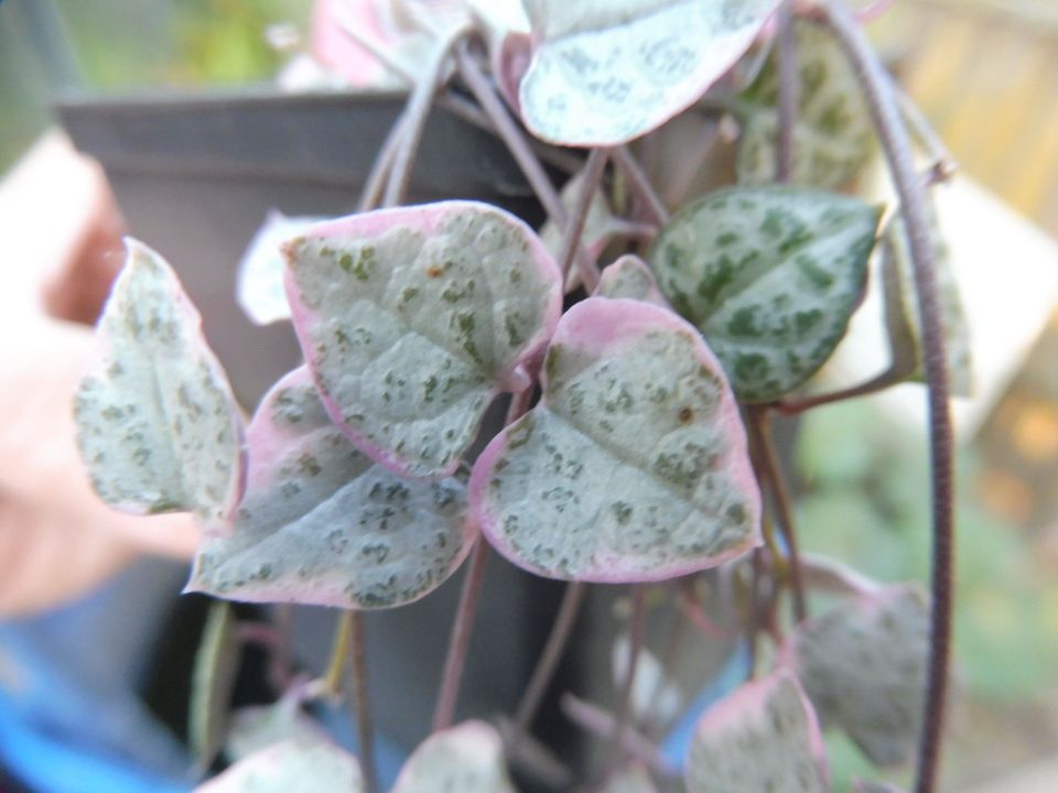 Ceropegia woodii variegata schöne kräftige Stecklinge rosa in Rain Lech