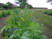 Blumen  selber schneiden Niedersachsen - Gyhum Vorschau