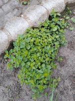 Oregano winterhart Sachsen - Malschwitz Vorschau