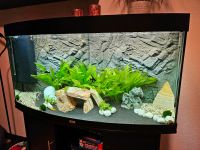 Aquarium von Juwel - 260l mit Unterschrank Nordrhein-Westfalen - Gelsenkirchen Vorschau