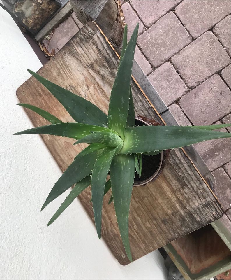 Aloe Vera ca. 30 cm hoch in Heimertingen