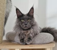 Maine Coon Blue Smoke Dame mit WCF Stammbaum Bayern - Pocking Vorschau