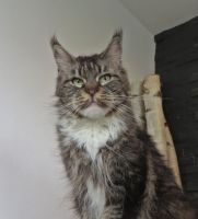 Maine Coon Mädchen sucht neues Zuhause - reinrassig- Bayern - Hof (Saale) Vorschau