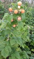 3 gelbe Himbeeren Pflanzen 2 Mal im Jahr Ernte! Nordrhein-Westfalen - Kirchlengern Vorschau