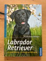 Labrador Retriever Bayern - Maxhütte-Haidhof Vorschau