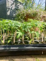 Tomaten Tomatenpflanzen  Gemüse  Pflanzen Nordrhein-Westfalen - Sonsbeck Vorschau