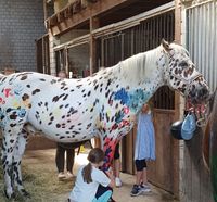 Kindergeburtstag * feiern beim reiten * Pferde Nordrhein-Westfalen - Lichtenau Vorschau