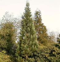 Blauer Kalifornischer Mammutbaum 60-80cm Sequoiadendron giganteum Niedersachsen - Bad Zwischenahn Vorschau