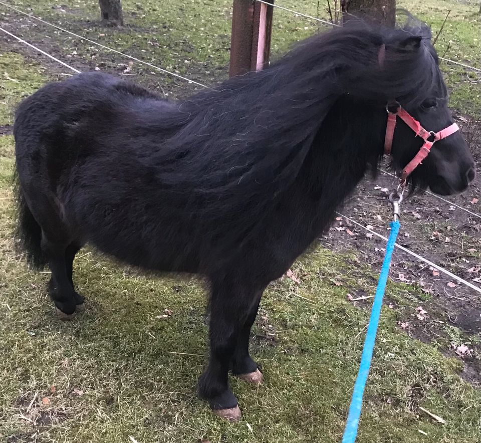 Mini Pony Shetlandpony Gespann in Telgte