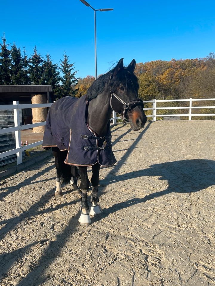 Freizeitpferd Hengst in Esch bei Wittlich