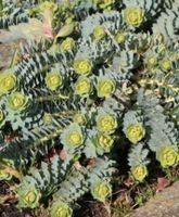 Suche  Ableger Wolfsmilch (Euphorbia) Hessen - Felsberg Vorschau