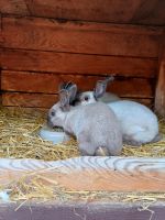 Kaninchen Jungtiere Sachsen - Zittau Vorschau