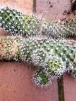 Kaktus zu verschenken Ableger  hängender Geldbaum Nordrhein-Westfalen - Ibbenbüren Vorschau