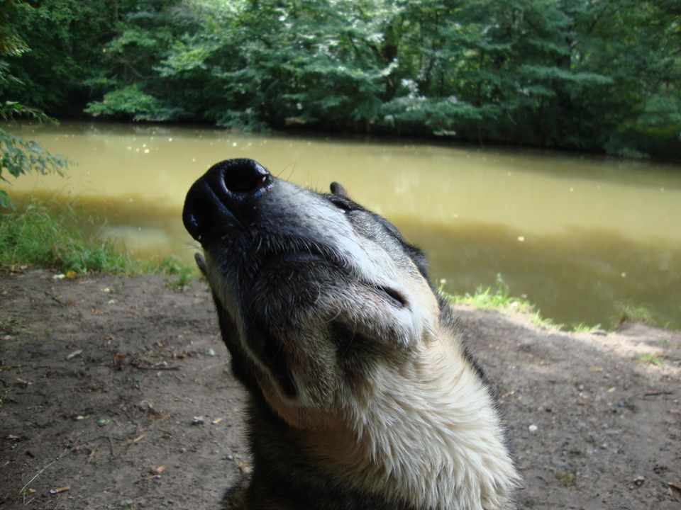 Gassiservice, Einzelrunde für den Hund, Katzenbetreuung in Leipzig