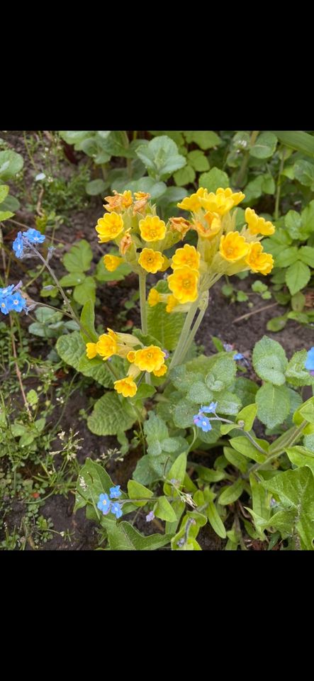 Schlüsselblume in Neustadt (Dosse)