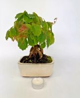 Bonsai Wilder Wein 3 verschiedene Pflanzen zur Auswahl Rheinland-Pfalz - Böhl-Iggelheim Vorschau