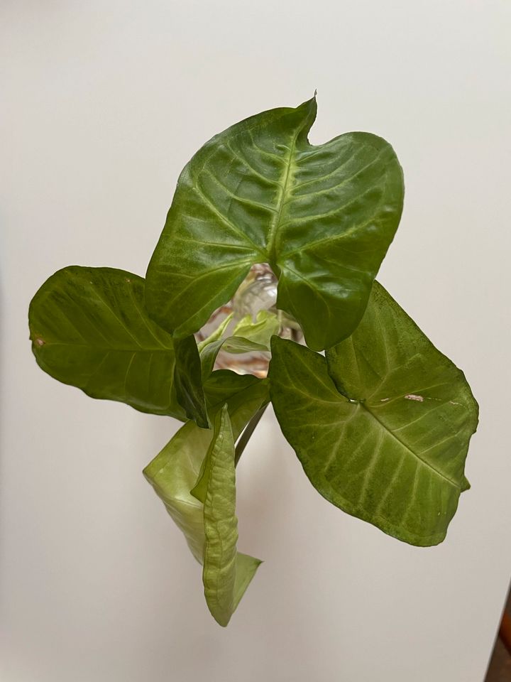 Syngonium Ableger - tropische Zimmerpflanze in Frankfurt am Main
