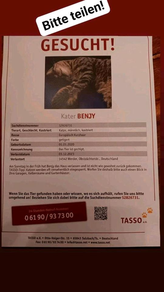 Kater BENJY in Werder (Havel)