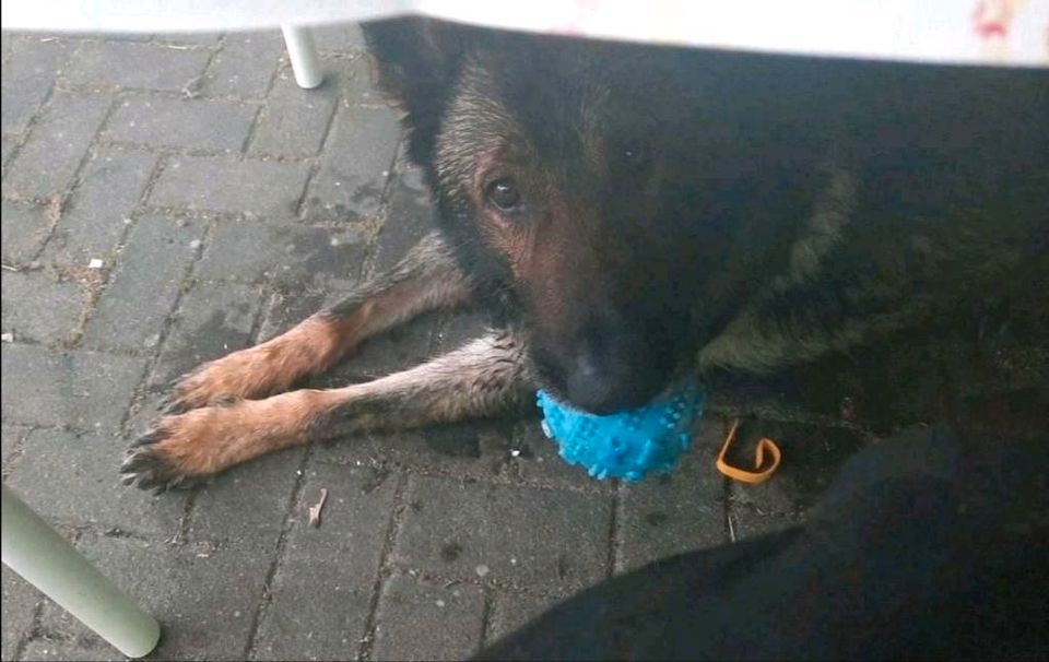 Gnadenplatz gesucht, Rüde,Schäferhund, geimpft,gechipt❤️Bonzo❤️ in Ruhland