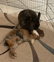 2 tolle Kaninchen mit super Gehege Nordrhein-Westfalen - Pulheim Vorschau