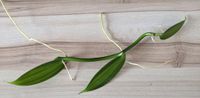Vanilla planifolia variegata, Vanille Orchidee Steckling Hannover - Kirchrode-Bemerode-Wülferode Vorschau