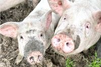 Halbes Schwein Duroc Schweinefleisch Freilandschwein BIO Qualität Nordrhein-Westfalen - Petershagen Vorschau