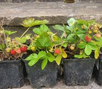 Walderdbeeren aus Naturgarten Rheinland-Pfalz - Fachingen Vorschau