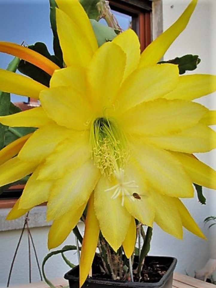 Epiphyllum Jennifer Ann, Blattkaktus in Bad Nauheim