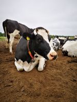 Melker/ Vorarbeiter*in in Milchviehhaltung Brandenburg - Groß Kreutz Vorschau