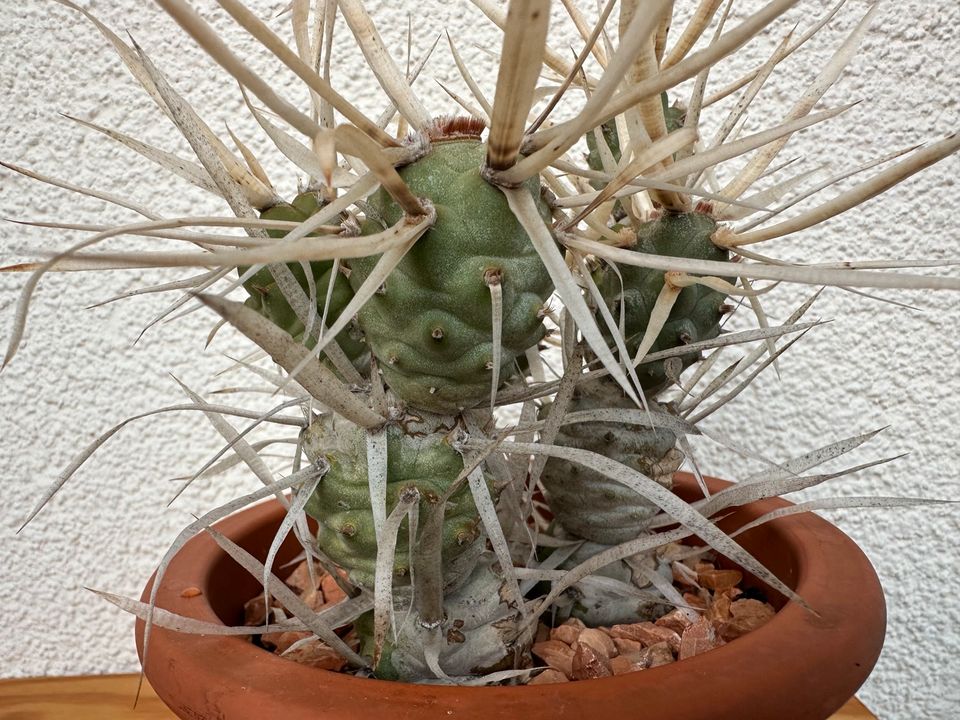 Tephrocactus articulatus v. papyracanthus Kaktus mit Topf Pflanze in Ronnenberg