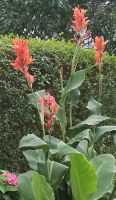 Indisches Blumenohr Canna Knollen verschied.Größen jetzt pflanzen Hessen - Lampertheim Vorschau
