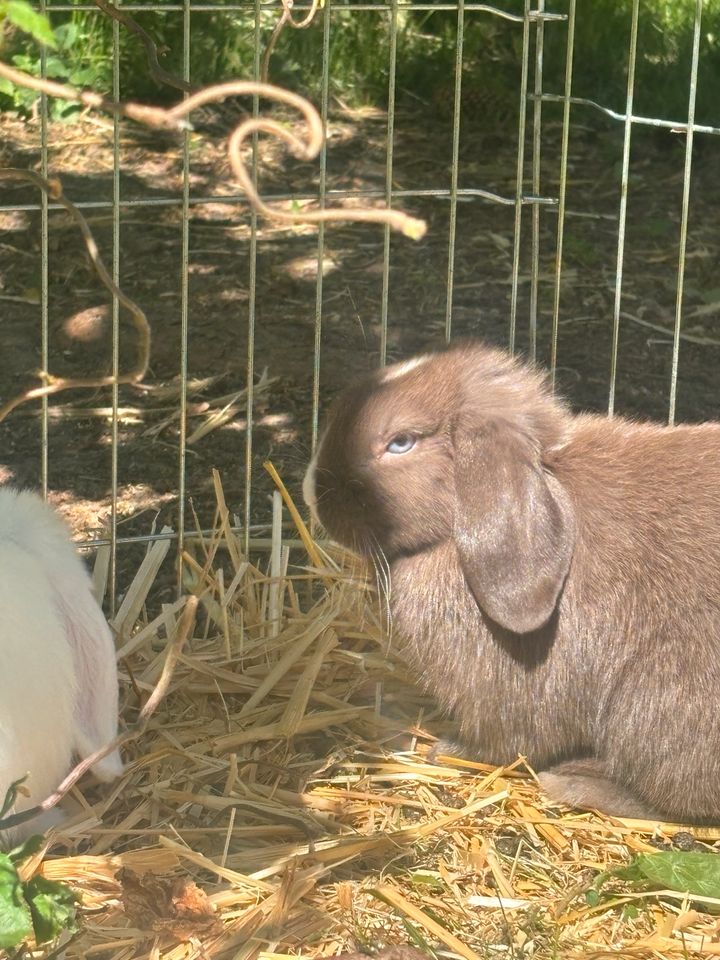 Mini Lop Babys in Wolfenbüttel