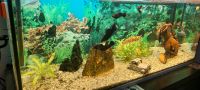 Aquarium 160 L 100x40x40 Bayern - Goldbach Vorschau