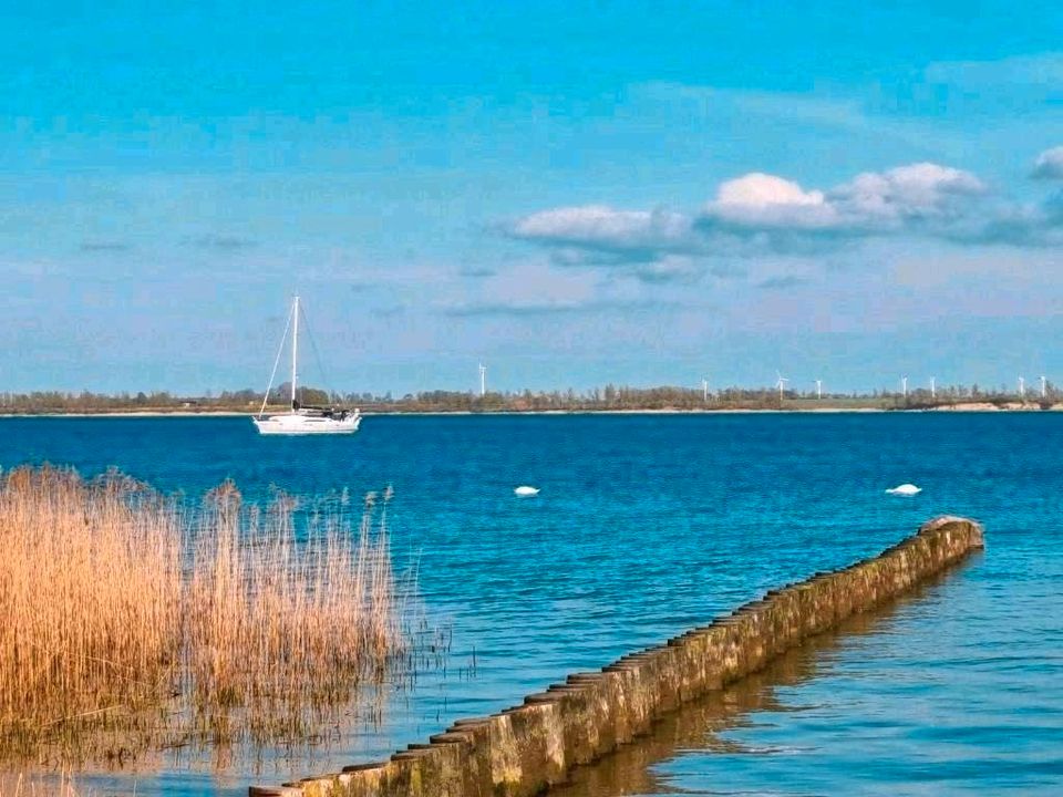 Last Minute Ostsee-Ferienhaus Stralsund a.Meer Sauna 2 Hunde in Vorpommern-Rügen - Landkreis