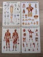 Anatomische Tafeln Lehrtafeln Muskelsystem des Menschen Schulter Niedersachsen - Wesendorf Vorschau