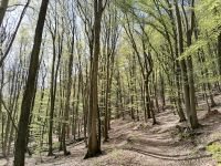 Suche: Freizeit-Grundstück / Garten  / Wald (500 - 1.000 m2) Rheinland-Pfalz - Klingenmünster Vorschau